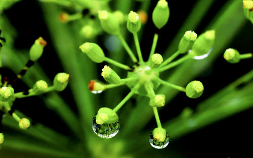 水中的草