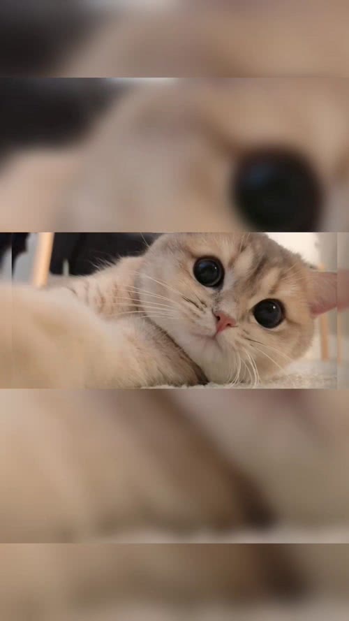 猫咪