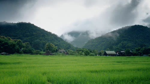 绿稻田