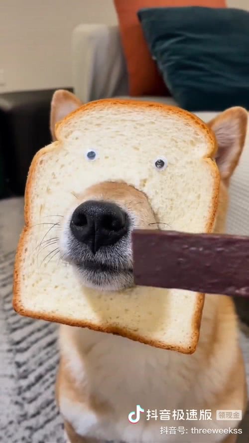 面包dog