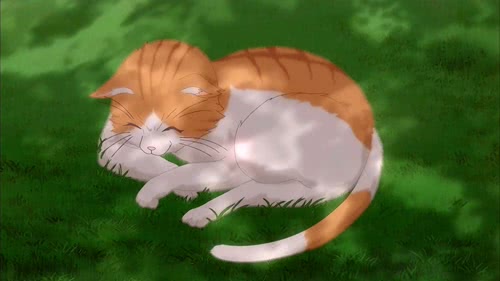 cat