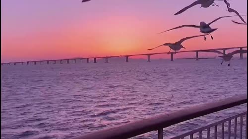 夕阳 海鸥