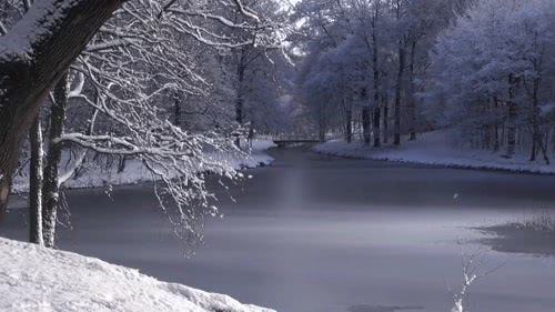 落花飘雪