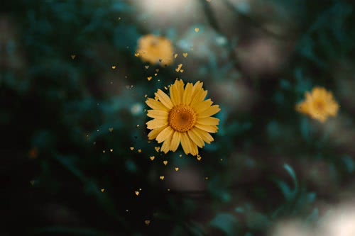 爱心黄菊
