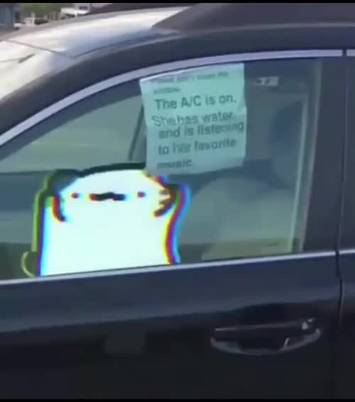 老猫