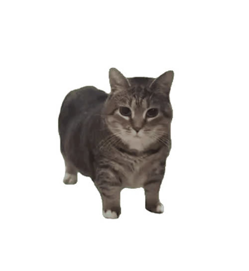 貓