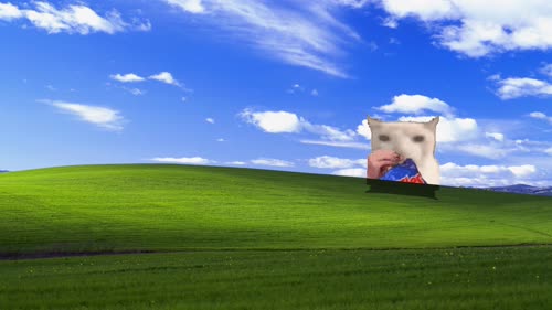 老猫