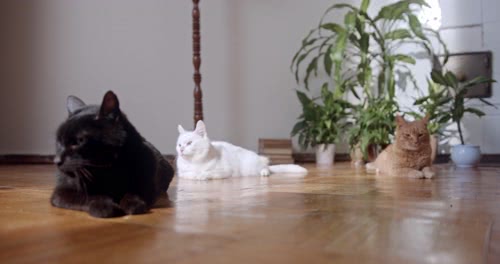 cat