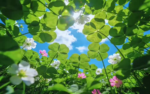 四叶草-tt