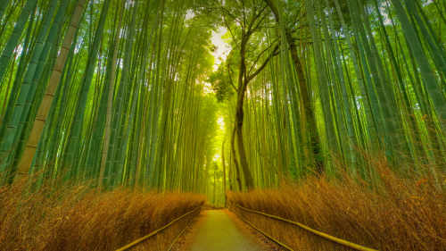竹林