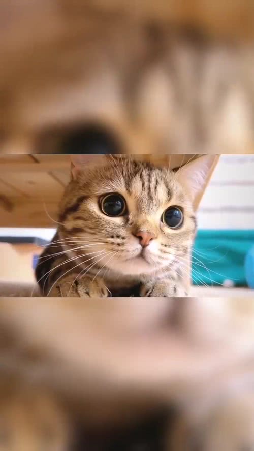 猫咪动态壁纸