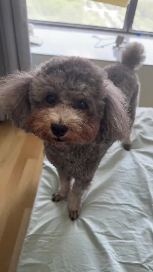 狗狗