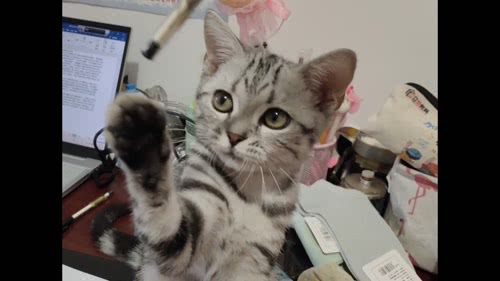 猫咪