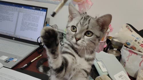 猫咪