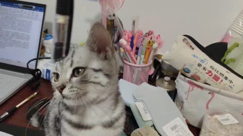 猫咪