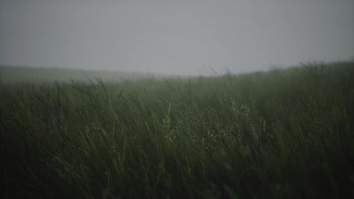 雨露草地【带音乐版本】