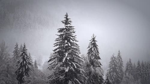 Snowfall