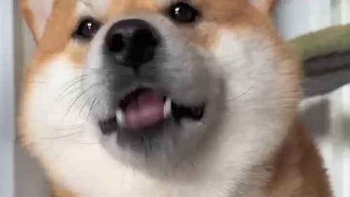 小狗