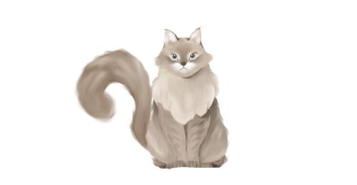 猫咪证件照