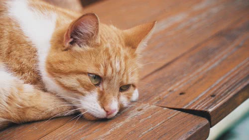 猫咪