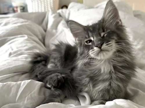 猫猫