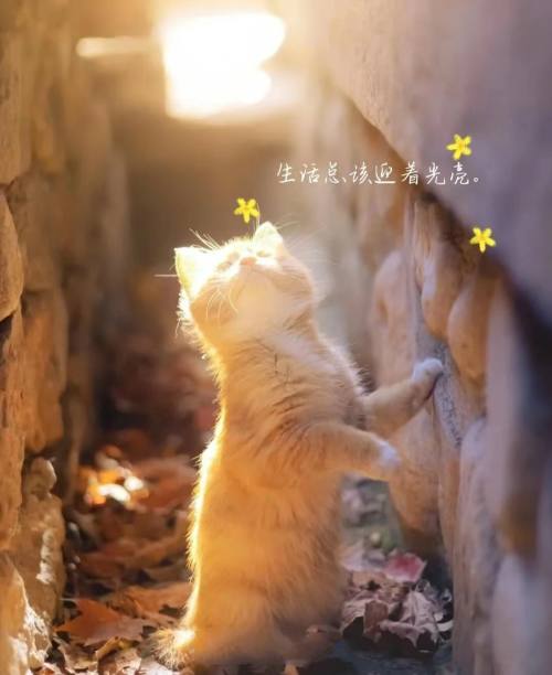 可爱短腿猫
