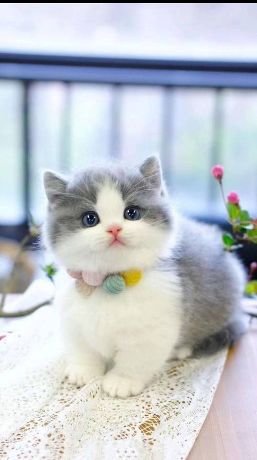 小奶猫
