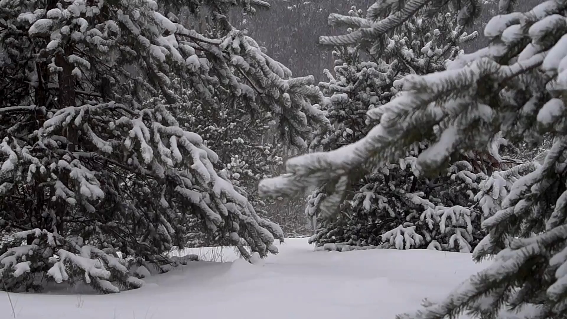 雪树 (ZH壁纸)