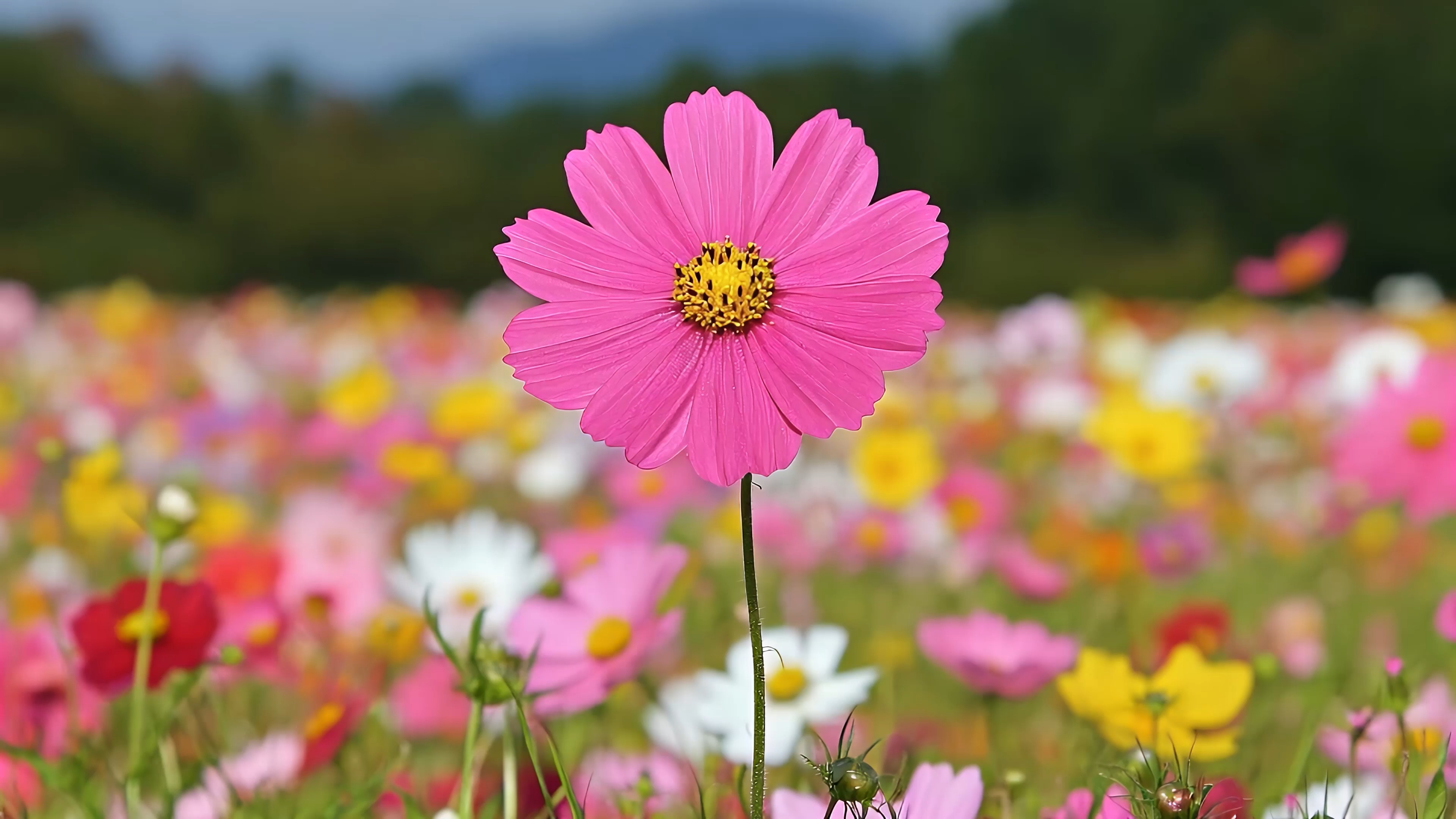 Pink Cosmo Flower 2 (ZH Wallpaper)
