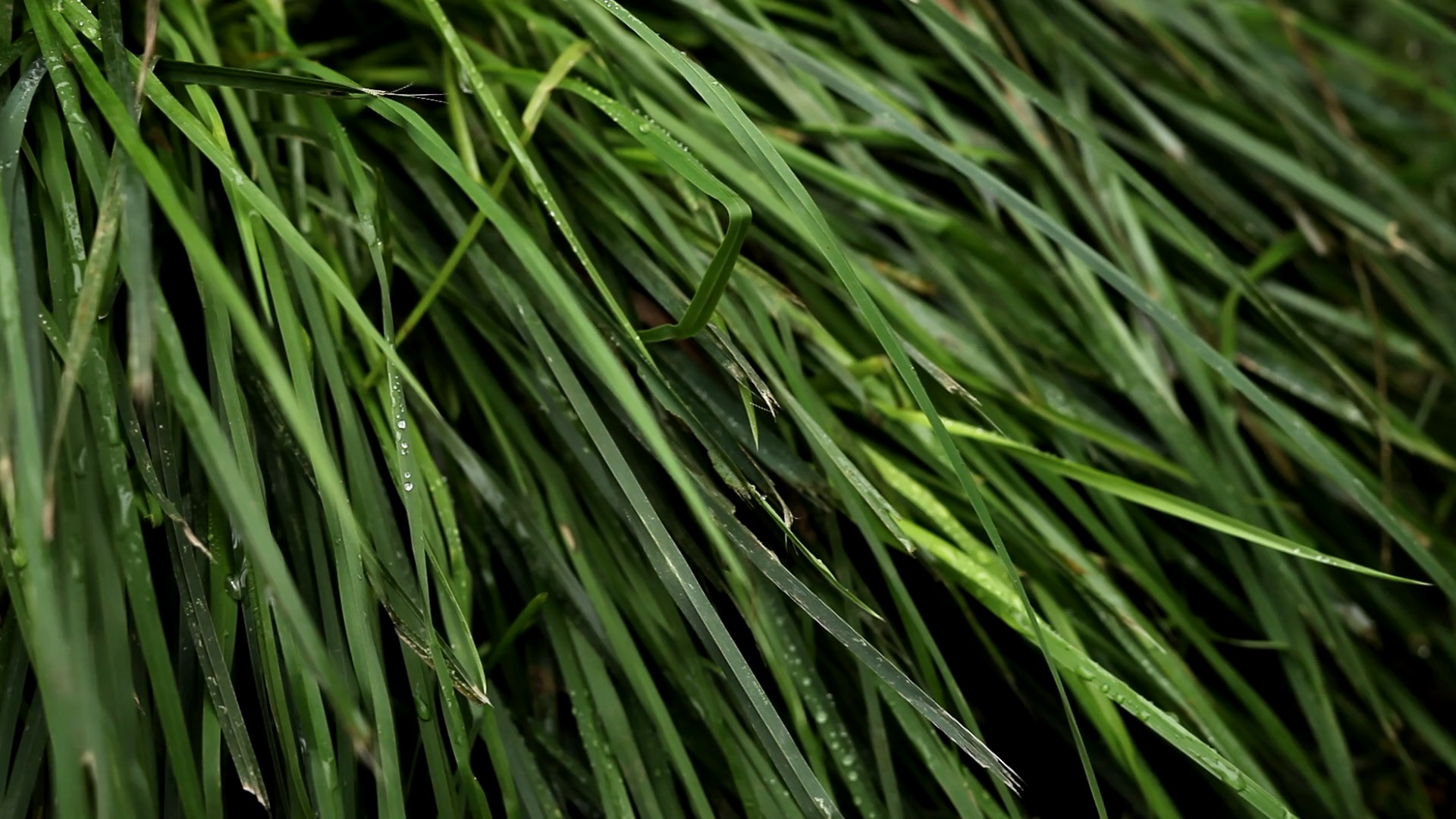Green Grass (ZH Wallpaper)