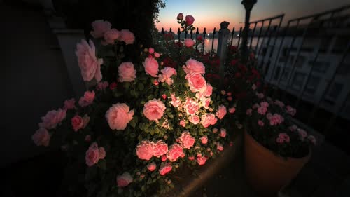 夕阳花围栏