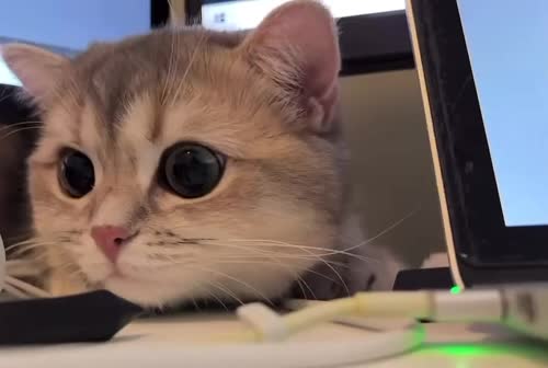 小猫