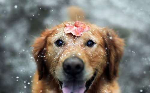 狗雪