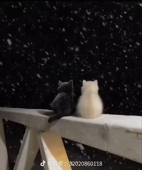 猫猫