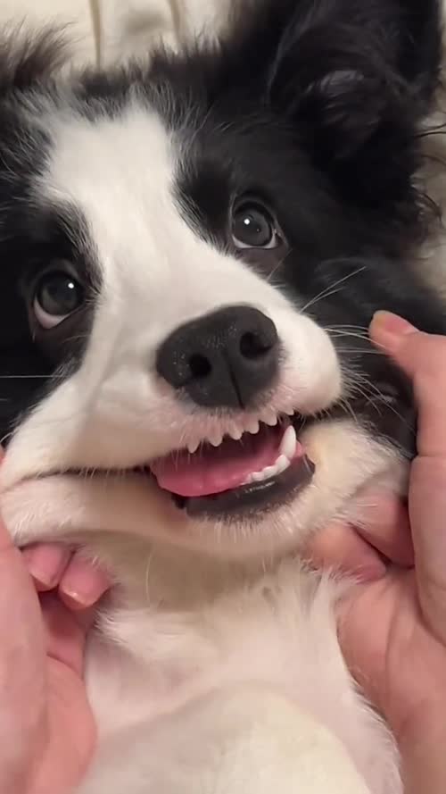 边牧