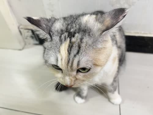 坏小猫
