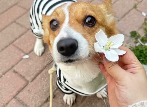 爱犬